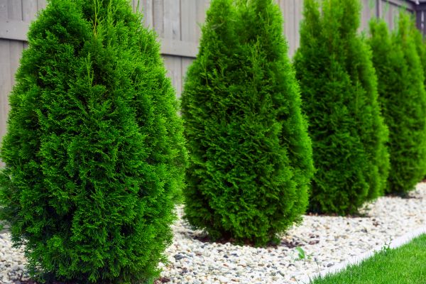 Arborvitae Planting in Madera