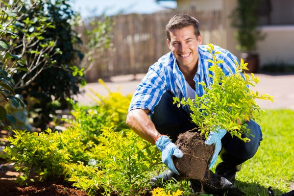 Bush Planting Service in Madera