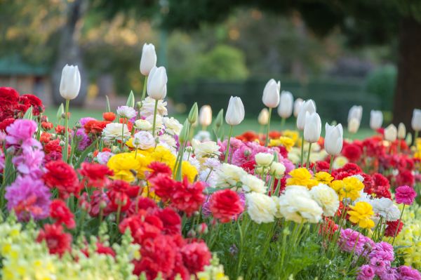 Gardening Service in Madera