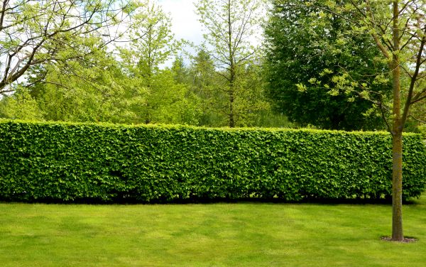 Hedge Planting in Madera