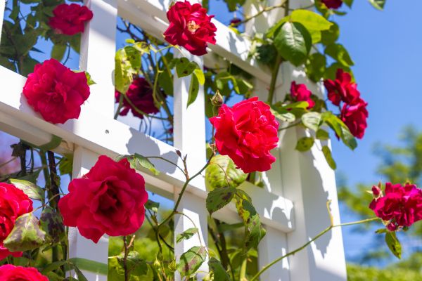 Home Gardening Service in Madera