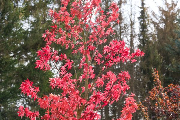 Japanese Maple Planting in Madera