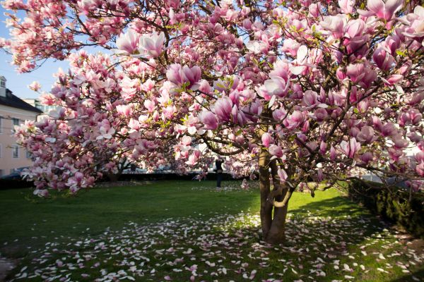 Magnolia Tree Planting in Madera