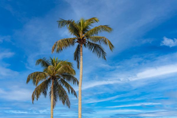 Palm Tree Planting in Madera
