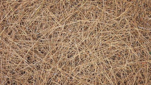 Pine Needles Delivery in Madera