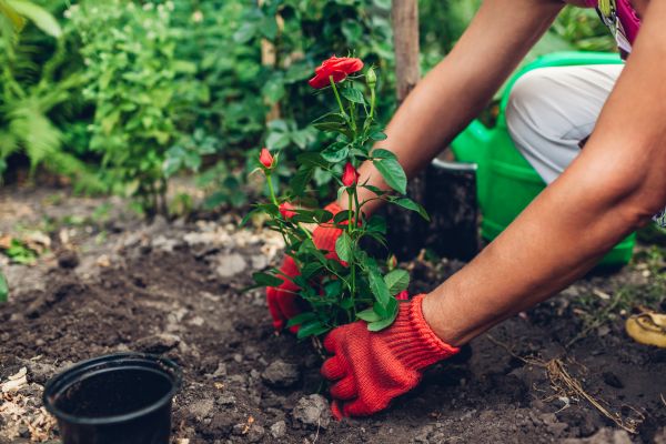 Planting Service in Madera