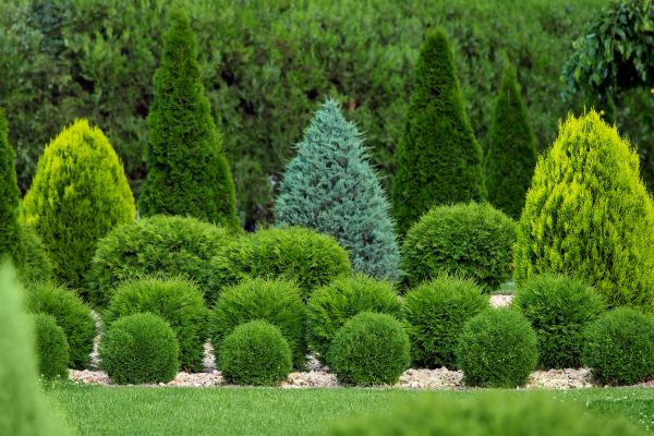 Shrub Replacement in Madera