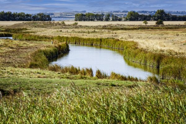 Swale Landscaping in Madera