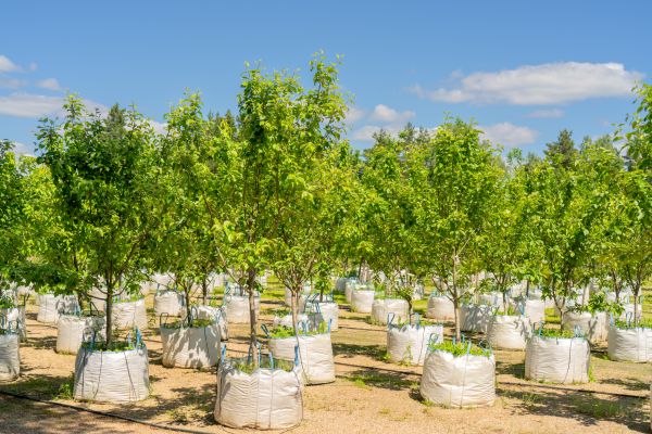 Tree Planting Service in Madera