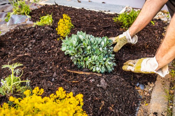 Weeding And Mulching in Madera