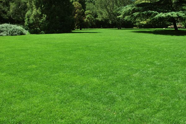 Lawn Landscaping in Madera