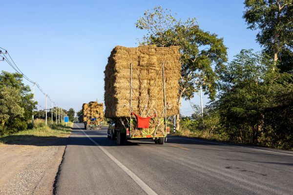 Pine Straw Delivery in Madera
