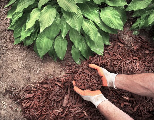 Shredded Mulch Service in Madera