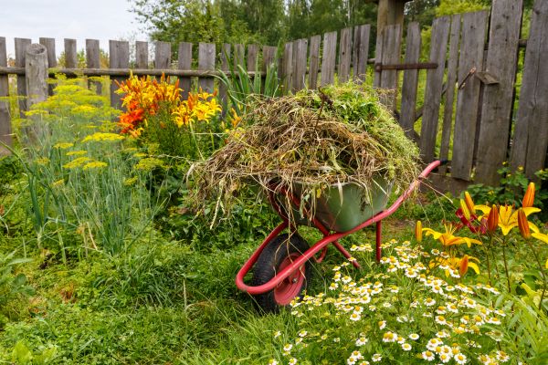 Garden Cleanup Service in Madera