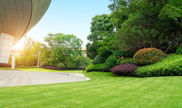 Business Landscape Design in Madera