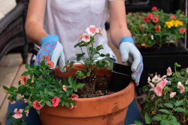 Plant Care Service in Madera