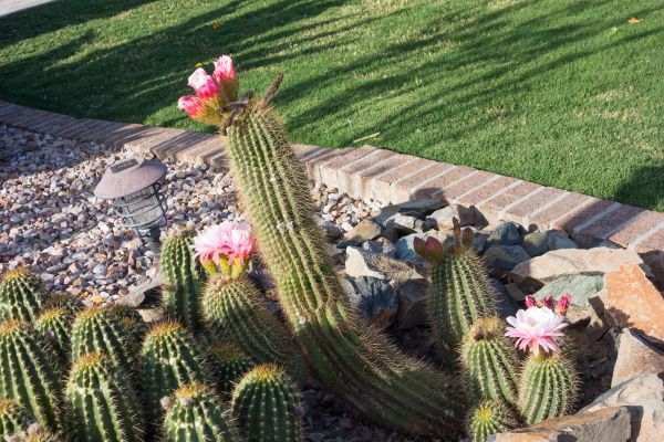 Desert Landscaping in Madera