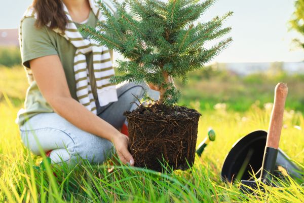 Spruce Tree Planting in Madera