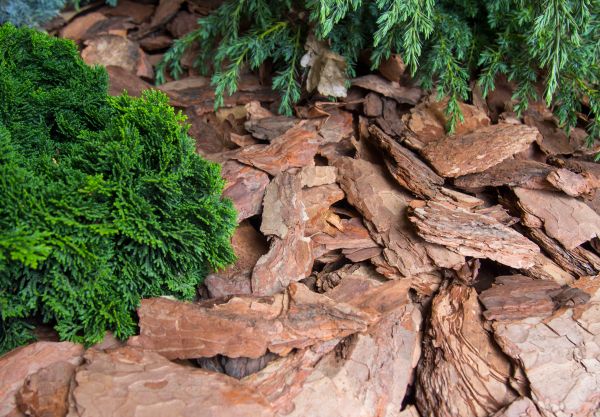 Pine Bark Installation in Madera
