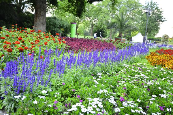 Perennials Planting in Madera
