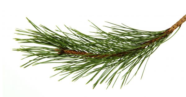 Pine Needles Installation in Madera
