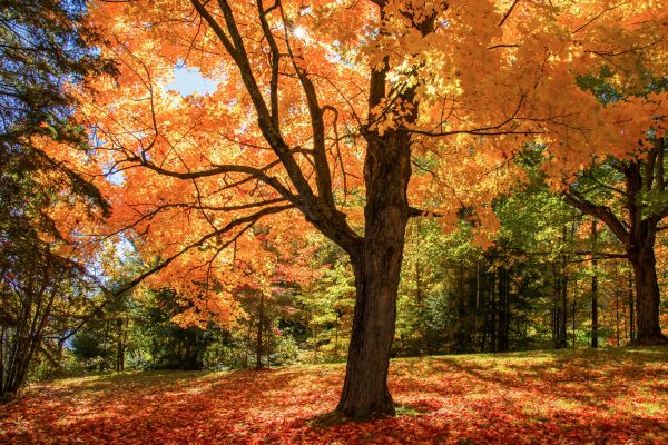 Maple Tree Planting in Madera
