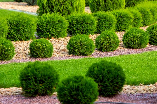 Bush Installation in Madera