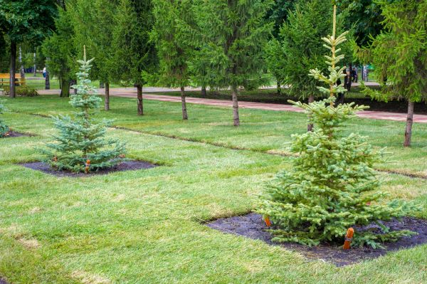 Privacy Trees Planting in Madera