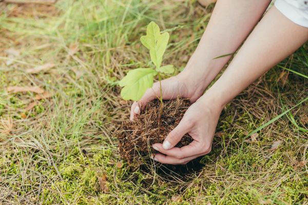 Oak Tree Planting in Madera