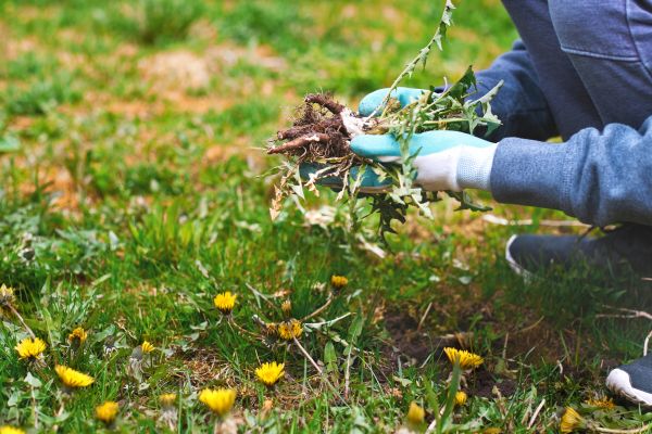 Flower Bed Clearing in Madera