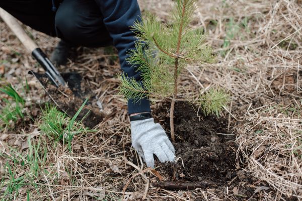 Pine Tree Planting in Madera