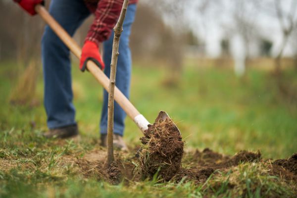 Trees Planting in Madera