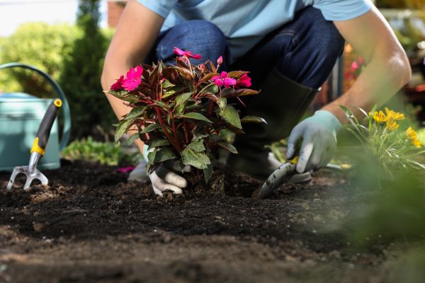 Plant Replacement in Madera