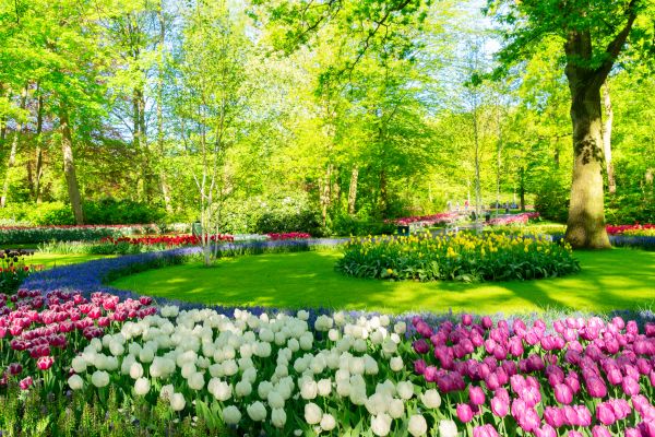 Flower Landscaping in Madera
