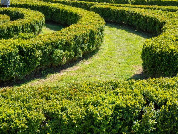 Bush Landscaping in Madera