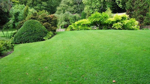 Commercial Landscape Design in Madera