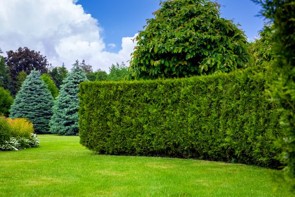 Hedge Landscaping in Madera