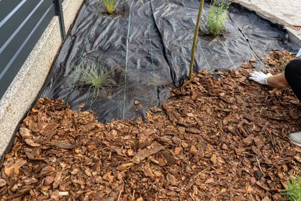 Pine Bark Spreading in Madera