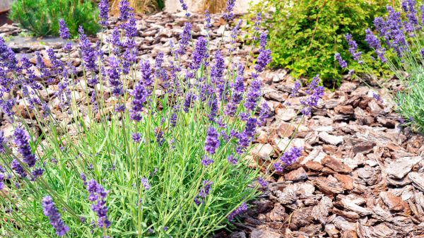 Pine Bark Landscaping in Madera