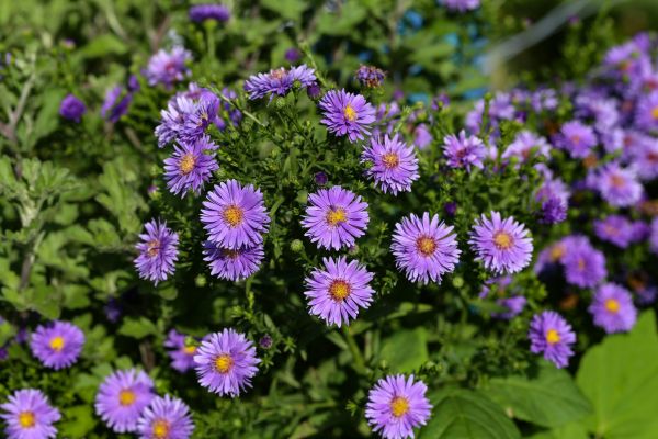 Perennial Flower Planting in Madera