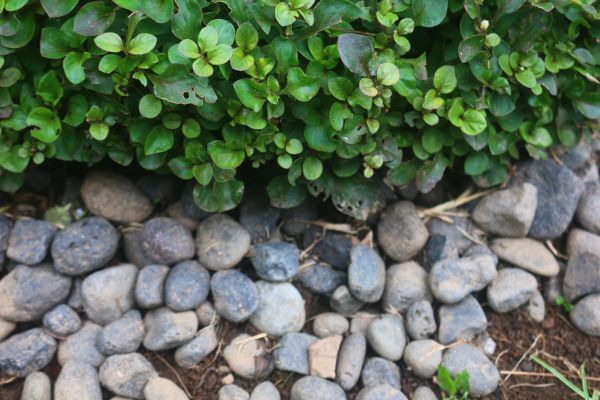 River Stone Installation in Madera