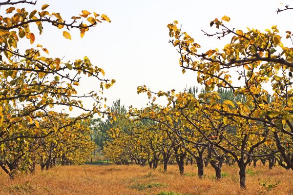 Pear Tree Planting in Madera