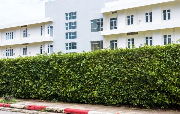 Privacy Landscaping in Madera