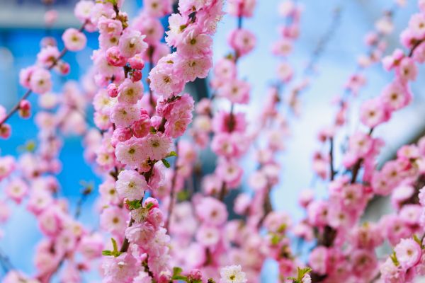 Japanese Cherry Tree Planting in Madera