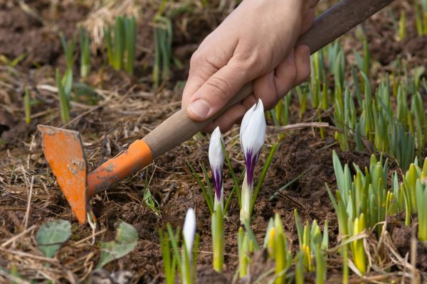 Flower Garden Weeding in Madera