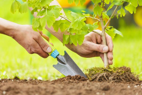 Fruit Tree Planting in Madera