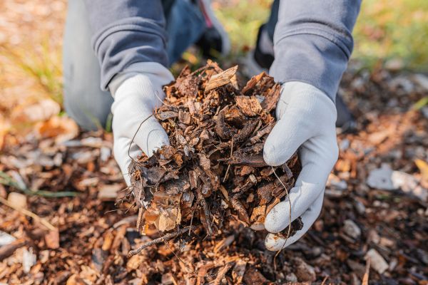Shredded Mulch Installation in Madera