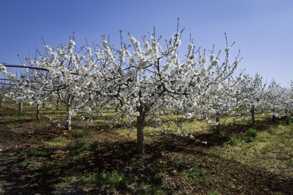 Orchard Planting in Madera