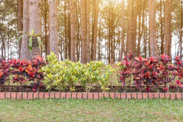 Small Garden Landscaping in Madera