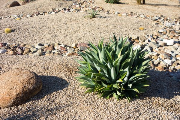 Xeriscaping Service in Madera